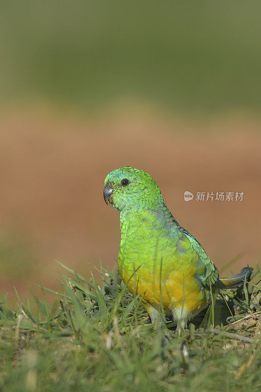 红作鹦鹉(Psephotus haematonotus)